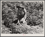 All varieties of tubers were preserved by the Labor Rehabilitation families. Here a young wife is picking up potatoes for storage for winter. Southeast Missouri