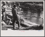 Rolling logs into river near Littlefork, Minnesota.