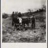Yoke of oxen, "Brown Buck" and "Black Buck," on farm near Eatons, West Virginia. Driven by Clarence Todd.
