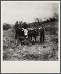 Yoke of oxen, "Brown Buck" and "Black Buck," on farm near Eatons, West Virginia. Driven by Clarence Todd.
