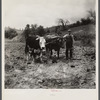 Yoke of oxen, "Brown Buck" and "Black Buck," on farm near Eatons, West Virginia. Driven by Clarence Todd.
