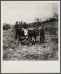 Yoke of oxen, "Brown Buck" and "Black Buck," on farm near Eatons, West Virginia. Driven by Clarence Todd.