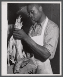 Selma Purity Ice Plant employee packing chickens