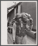 Farm laborer carrying bananas