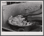 Field cook washing raw chicken parts