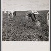 Farm laborers picking tomatoes 