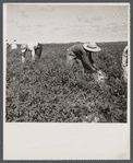 Farm laborers picking tomatoes 