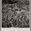 Cut sugarcane