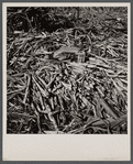 Cut sugarcane