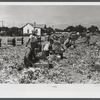 Farm laborers cutting celery