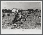 Farm laborers cutting celery