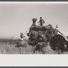 Farm laborers pitching rice onto wagon