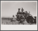 Farm laborers pitching rice onto wagon