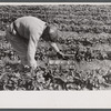 Farm laborer picking strawberries