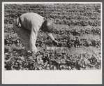 Farm laborer picking strawberries