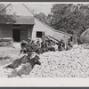 Farm laborers resting on heap of corn