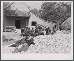 Farm laborers resting on heap of corn