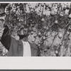 Man reaching for pears