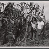 Farm workers studying corn crop