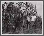 Farm workers studying corn crop