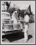 Mr. and Mrs. George Spratt loading fruit onto truck
