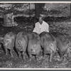 Spencer Davis feeding hogs