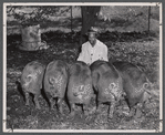 Spencer Davis feeding hogs