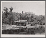 Palm house and shacks along drainage canal near Hammond, Louisiana. Some miles north of New Orleans.