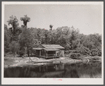 Palm house and shacks along drainage canal near Hammond, Louisiana. Some miles north of New Orleans.