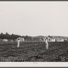Backyards and houses of the Palmerdale Homesteads near Birmingham, Alabama.