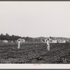 Backyards and houses of the Palmerdale Homesteads near Birmingham, Alabama.