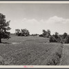 Terracing and cotton patch with Appalachian Mountains in the distance. Near Cornelia, Georgia.