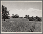 Terracing and cotton patch with Appalachian Mountains in the distance. Near Cornelia, Georgia.