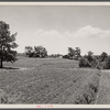 Terracing and cotton patch with Appalachian Mountains in the distance. Near Cornelia, Georgia.
