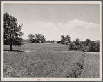 Terracing and cotton patch with Appalachian Mountains in the distance. Near Cornelia, Georgia.