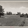 Terracing and cotton patch with Appalachian Mountains in the distance. Near Cornelia, Georgia.