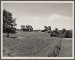 Terracing and cotton patch with Appalachian Mountains in the distance. Near Cornelia, Georgia.