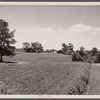 Terracing and cotton patch with Appalachian Mountains in the distance. Near Cornelia, Georgia.