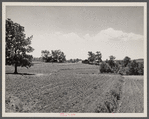 Terracing and cotton patch with Appalachian Mountains in the distance. Near Cornelia, Georgia.