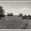 Terracing and cotton patch with Appalachian Mountains in the distance. Near Cornelia, Georgia.