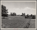 Terracing and cotton patch with Appalachian Mountains in the distance. Near Cornelia, Georgia.