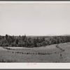 Terracing and cotton patch with Appalachian Mountains in the distance. Near Cornelia, Georgia.