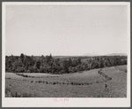 Terracing and cotton patch with Appalachian Mountains in the distance. Near Cornelia, Georgia.