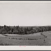 Terracing and cotton patch with Appalachian Mountains in the distance. Near Cornelia, Georgia.