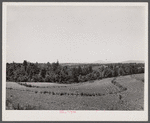 Terracing and cotton patch with Appalachian Mountains in the distance. Near Cornelia, Georgia.