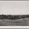 Terracing and cotton patch with Appalachian Mountains in the distance. Near Cornelia, Georgia.