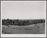 Terracing and cotton patch with Appalachian Mountains in the distance. Near Cornelia, Georgia.