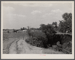 Cornfield being cultivated close to an erosion pit, near Havana, Alabama.