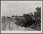 Cornfield being cultivated close to an erosion pit, near Havana, Alabama.