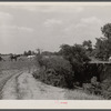 Cornfield being cultivated close to an erosion pit, near Havana, Alabama.